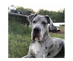 Great Dane neutered 1 year old