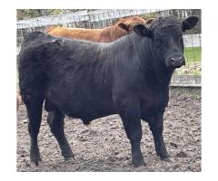 2 year old black angus bull for sale