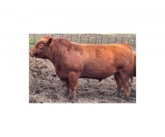 2 yr old red angus bull for sale