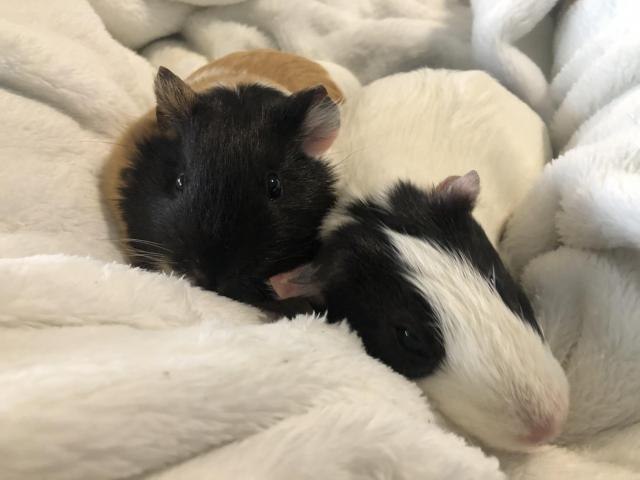 2 female guinea pigs and cage